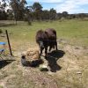 Shetland pony on HorseYard.com.au