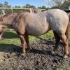 Red Roan Broodie on HorseYard.com.au