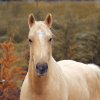 Palomino ASH 3yo on HorseYard.com.au