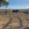 Arabian gelding  on HorseYard.com.au