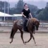 Red Andalusian Gelding on HorseYard.com.au