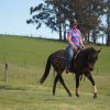 Thoroughbred Mare on HorseYard.com.au