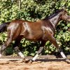 Warmblood filly on HorseYard.com.au