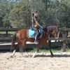 Rising 4yo ASH x QH - Kobe on HorseYard.com.au