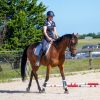 Perfect Beginners Horse on HorseYard.com.au