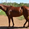 Quarter Horse Mare - Phoenix on HorseYard.com.au