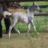 Miniature Horse Colt on HorseYard.com.au