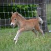 Miniature Horse Colt on HorseYard.com.au