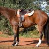 Kind, Sensible ASH Gelding  on HorseYard.com.au