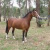 Anglo Arabian Mare on HorseYard.com.au