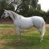 Pure Arabian Mare on HorseYard.com.au