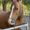 Bodie charismatic all rounder Clydie X TB  on HorseYard.com.au