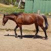 Trail horse 14hh stockhorse on HorseYard.com.au