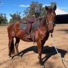 ‘Cedervale cattlegirl’ -stockhorse mare on HorseYard.com.au