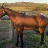 ASH Gelding on HorseYard.com.au