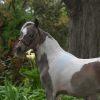 Miniature Horse Filly on HorseYard.com.au