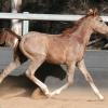 EOI Pure Crabbet Colt on HorseYard.com.au