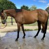 Well bred big 16.2hh Gelding on HorseYard.com.au