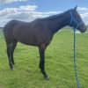 3 YEAR OLD BAY OTT UNRACED FILLY on HorseYard.com.au