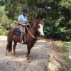 This Quarter Horse is Stella!! on HorseYard.com.au