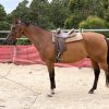 16.3h Anglo Gelding 9 yr old on HorseYard.com.au