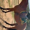 Australian Stock Horse Mare on HorseYard.com.au