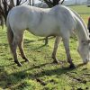 Lovely Broodmare/Companion  on HorseYard.com.au