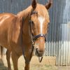 Chestnut schoolmaster  on HorseYard.com.au