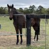 Future Eventing Prospect Warmblood x on HorseYard.com.au