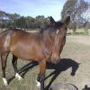 6yo stock horse geld  on HorseYard.com.au