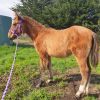 River - Stunning Clydie x Filly on HorseYard.com.au