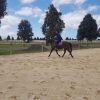 Flashy Riding Pony Gelding  on HorseYard.com.au