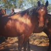 Stormy stockhorse mare on HorseYard.com.au