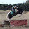 Talented Gypsy x Clydie All Rounder on HorseYard.com.au