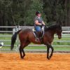 TB gelding on HorseYard.com.au