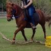 6yr old 12.3hh gelding  on HorseYard.com.au