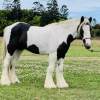 Purebred Gypsy Cob  on HorseYard.com.au