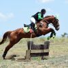 Perfect teenagers project eventer  on HorseYard.com.au