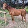 Charlie OTTB on HorseYard.com.au