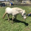 White Gelding Pony  on HorseYard.com.au