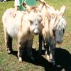 Miniature Donkey Advisory Service on HorseYard.com.au