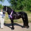 Gentle Laid Back Friesian Horse on HorseYard.com.au