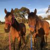 Loving home wanted on HorseYard.com.au