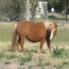 Miniature Horse Mare on HorseYard.com.au