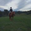 WANTED: NOVICE/BEGINNERS HORSE on HorseYard.com.au