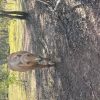 Welsh pony Palomino mare on HorseYard.com.au