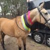 Buckskin SH x QH unregistered 15.2hh 8yo on HorseYard.com.au