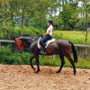 Solid Standardbred Gelding on HorseYard.com.au