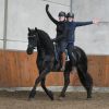 Black Friesian Mare on HorseYard.com.au