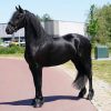 Healthy Beginner Friendly Friesian . on HorseYard.com.au